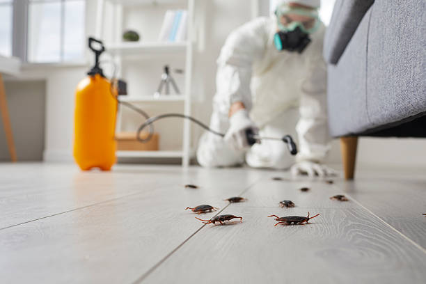 Commercial Kitchen Cockroach Control in Sandia Knolls